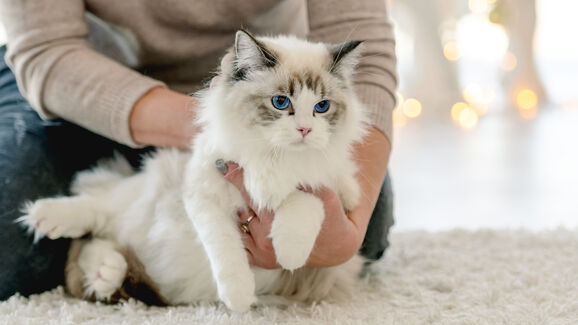 4 dicas para manter o pelo do seu gato saudável e brilhante