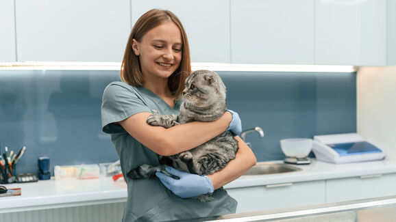 Como pode preparar o seu animal para uma visita ao veterinário sem stress?