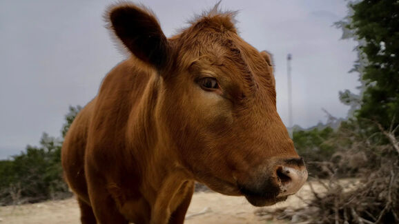 Conheça a Winnie, a vaca que se tornou um sucesso na Twitch! 