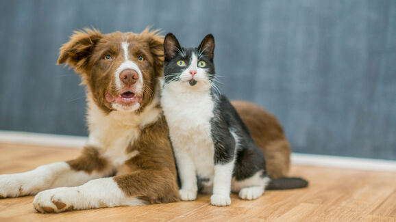 Amigos ou rivais? Temos 5 dicas para socializar cães e gatos de forma positiva e sem dramas