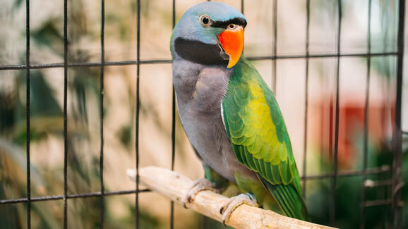 Poleiros naturais: o segredo para aves mais saudáveis e felizes