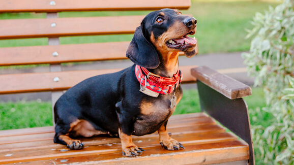 Tem um Dachshund? Então este encontro é para si!