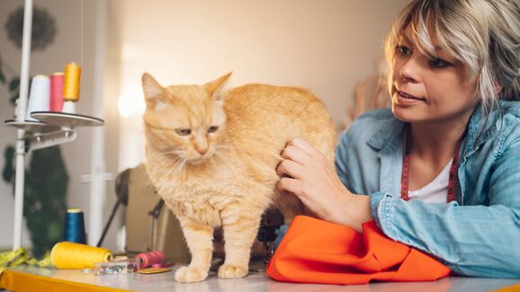 Bolas de pelo: porque acontecem e como ajudar o seu gato
