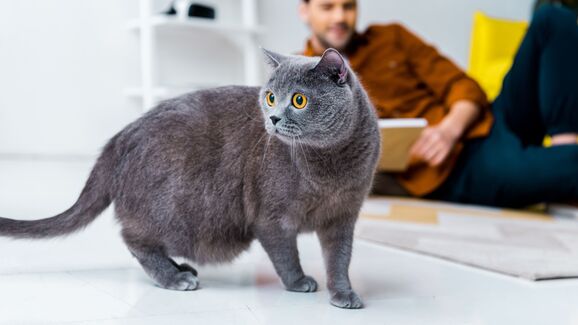 O seu gato não pára de miar? Há algumas explicações para isso