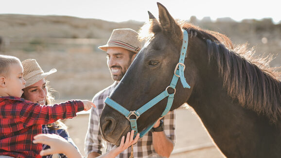 Hipoterapia: como os cavalos podem ajudar na saúde e bem-estar