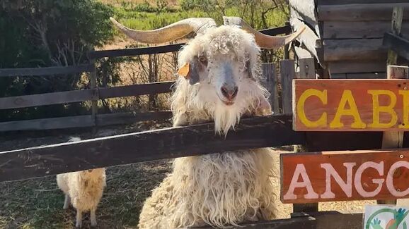 Na Quinta Pedagógica Bambilocas os animais 
