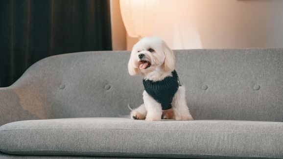 Tem um cão pequeno? Estes degraus vão facilitar-lhe a vida!