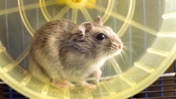 O seu hamster também precisa de diversão e exercício. E esta roda proporciona os dois