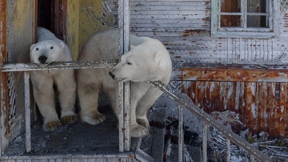 Na Rússia, ursos polares invadem estação abandonada captados pelo fotógrafo Vadim Makhorov