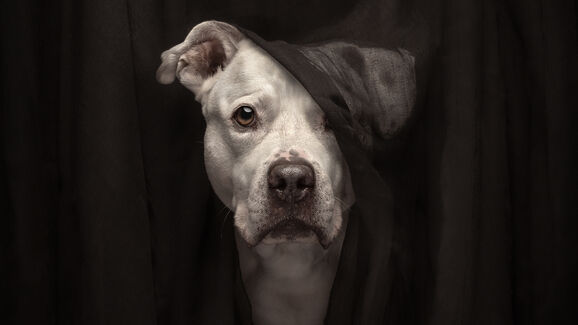 Cão em retrato dramático vence concurso de fotografia de animais de estimação 2025