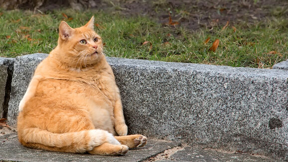 Peso a mais, saúde a menos. Estas são as 6 doenças mais associadas à obesidade em cães e gatos