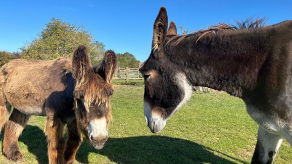 Estes burros ganharam o Record do Guiness! Descubra porquê