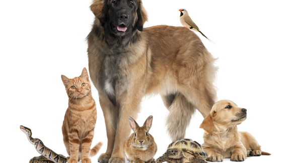 Hoje é o Dia Mundial do Animal. Fique com 5 ideias para comemorar este dia com os seus pets