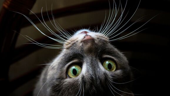 Para que servem, afinal, os bigodes dos gatos? Nós contamos-lhe tudo!