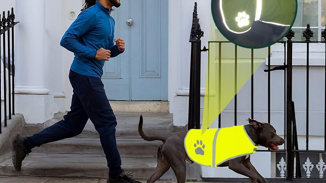 Colete confortável para cão
