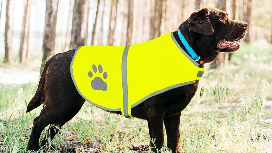 Colete refletor aumenta a segurança de cães em passeios noturnos