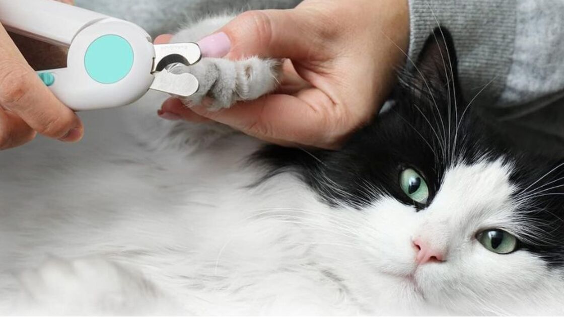 Aparar as unhas de cães e gatos é importante para o conforto do seu patudo