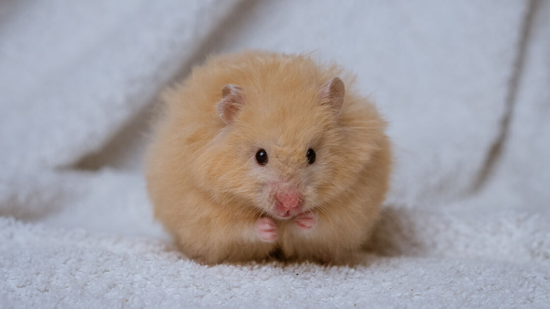 Hamster Sírio