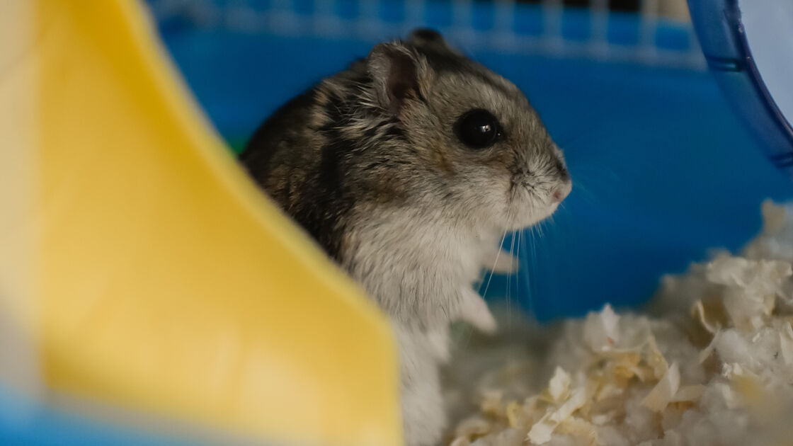 Hamster Anão Russo/Campbell