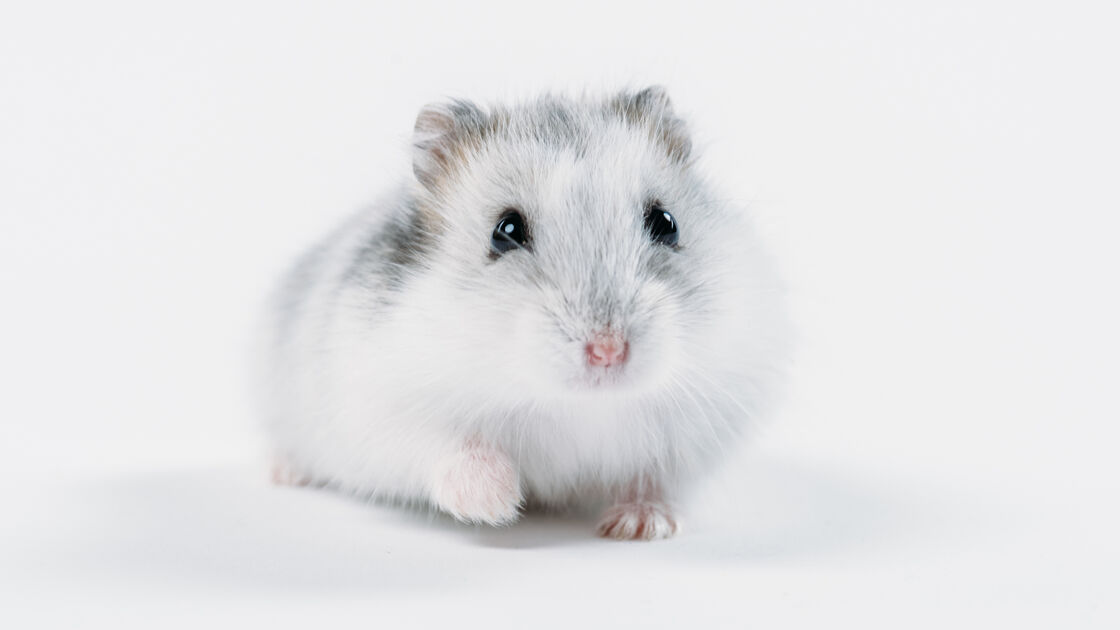 Hamster Anão Winter White/Djúngaro