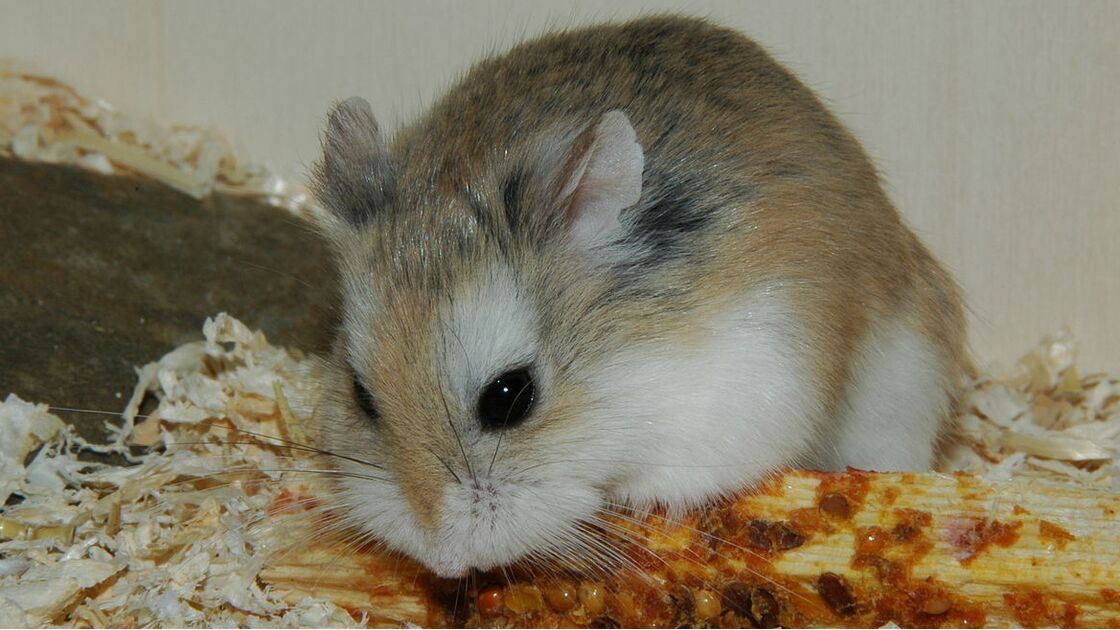 Hamster Roborovski