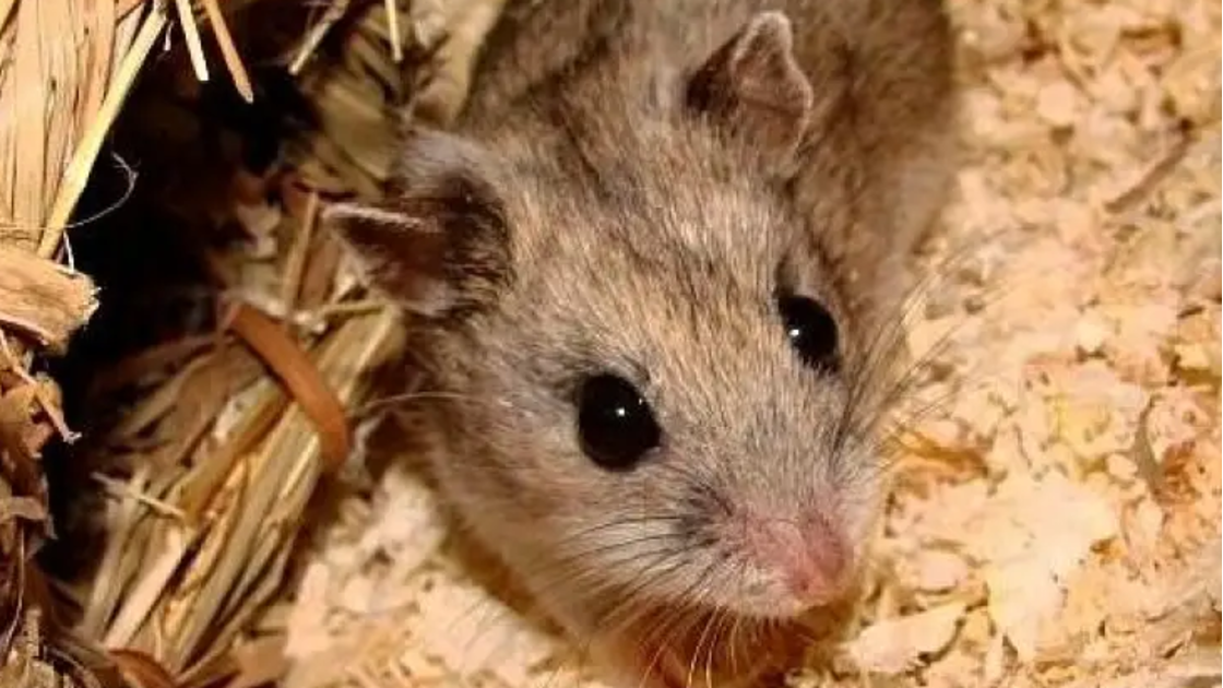 Hamster Chinês
