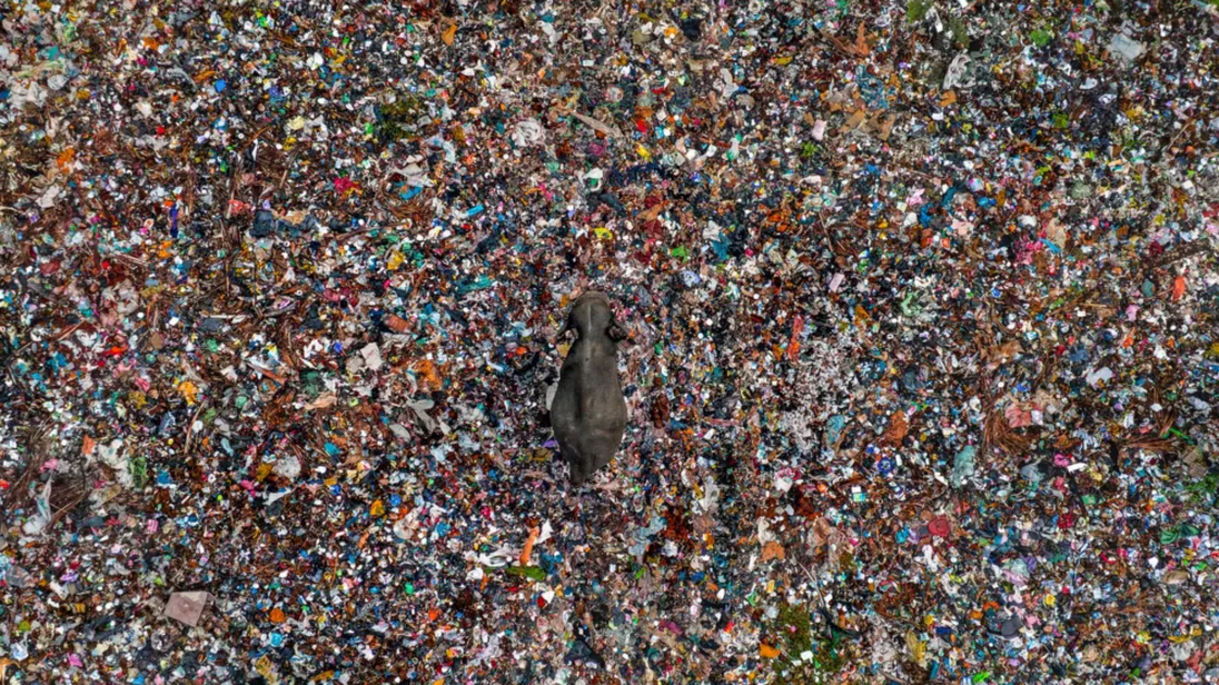 Fotografia aérea de um elefante num aterro sanitário, finalista do 