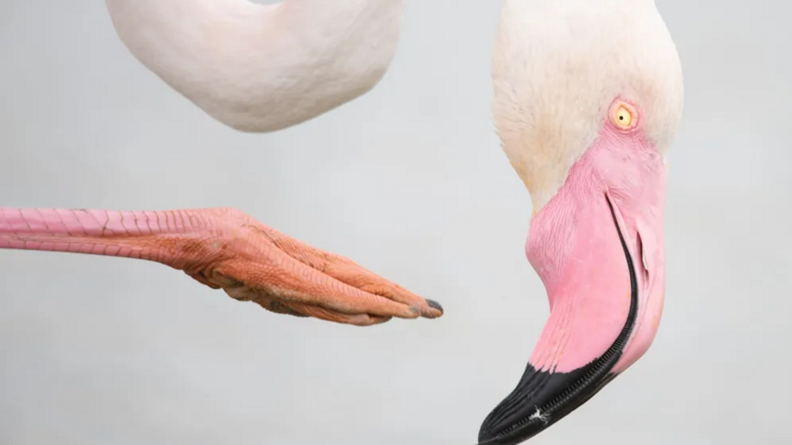 Concurso destaca beleza da vida selvagem com flamingos entre finalistas.
