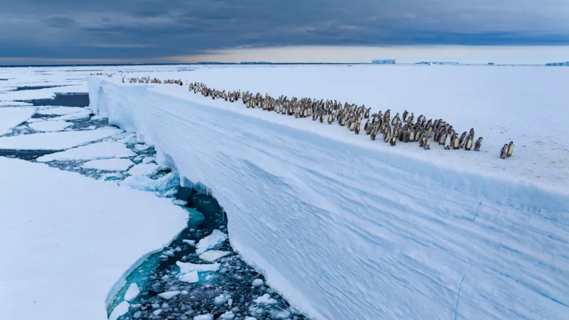Pinguins em bloco de gelo são finalistas em concurso de fotografia