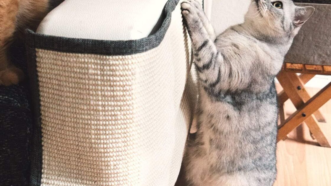 Arranhadores ajudam a proteger móveis e promovem bem-estar dos gatos