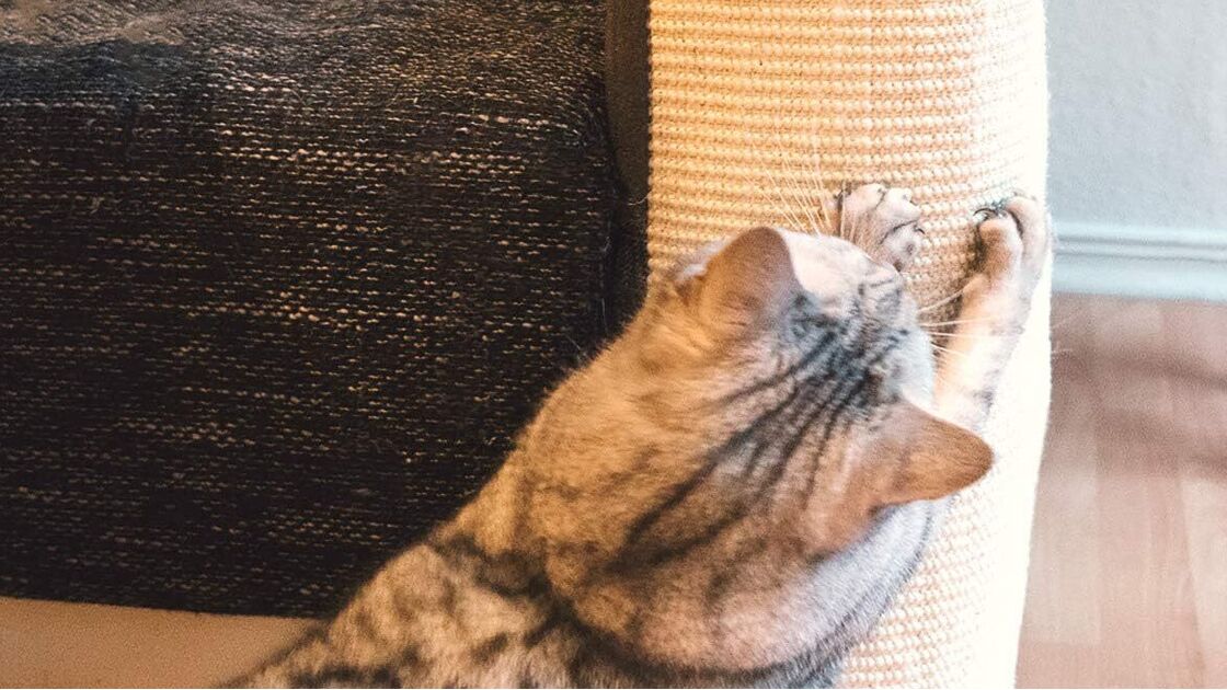 Arranhadores ajudam no bem-estar animal e protegem os móveis