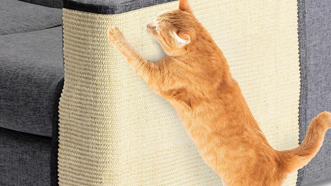 Arranhadores: menos stress, menos danos nos móveis e mais felicidade para os gatos