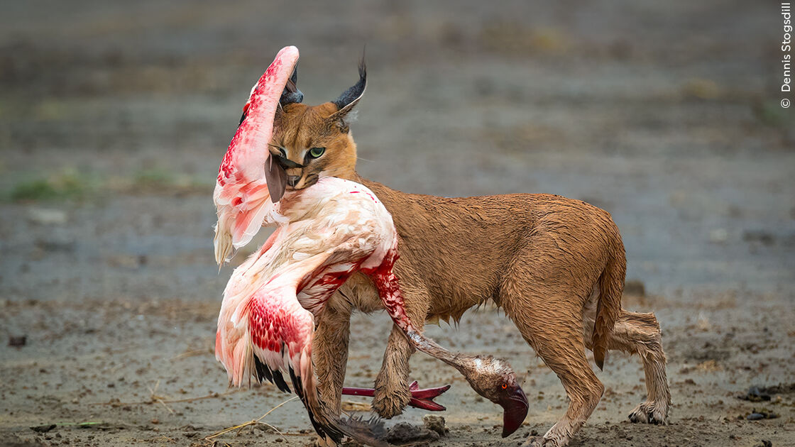 Caracal carrega flamingo: foto entre os vencedores do Wildlife Photographer of the Year