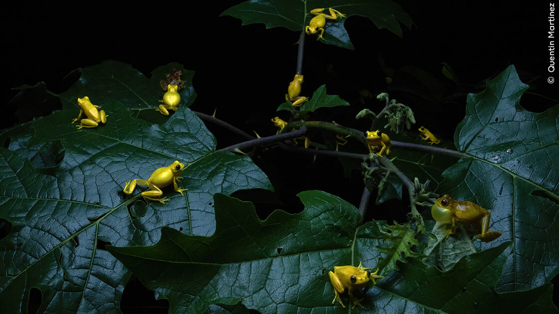 Fotografia de rãs douradas premiada no Wildlife Photographer of the Year 2025
