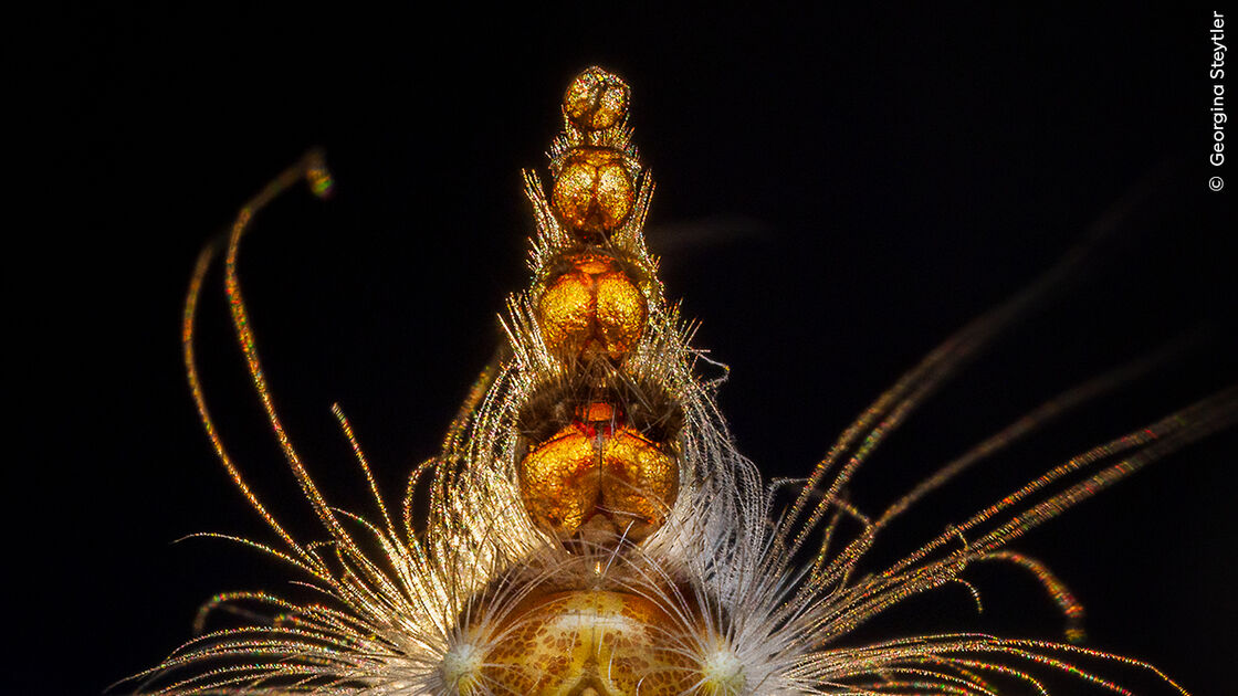 Fotografia premiada de lagarta no concurso 