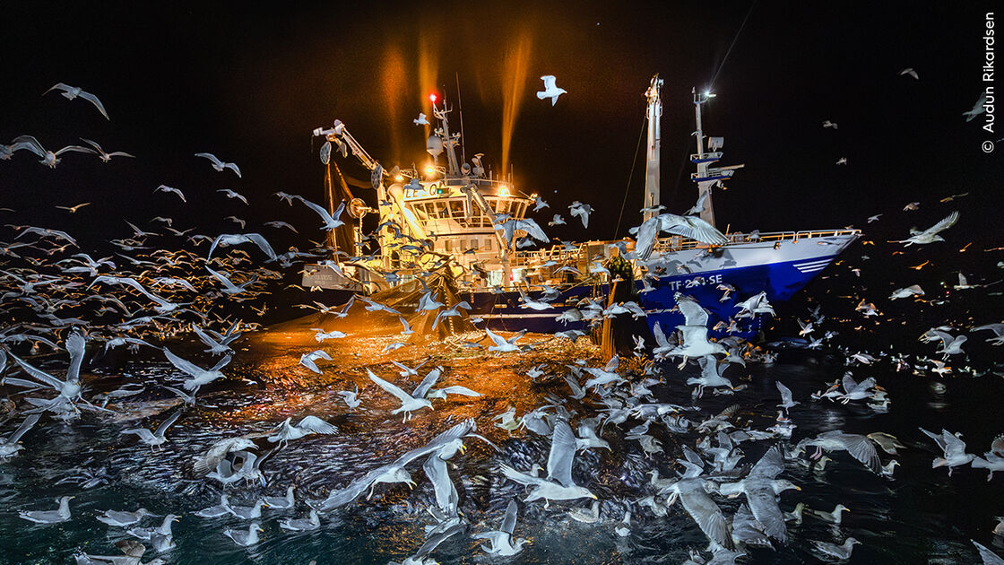 Concurso de fotografia de natureza premeia fotógrafos de todo o mundo