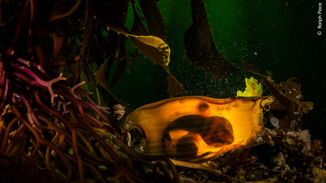 Fotografia premiada de embrião de barata-do-mar em algas, parte de concurso em Londres