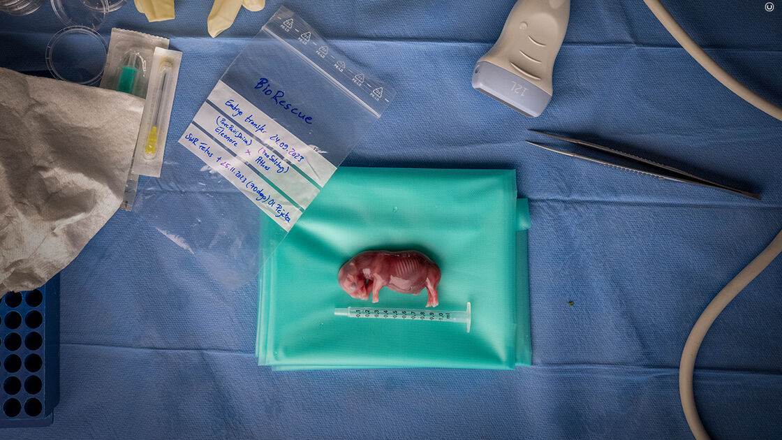 Transferência de embriões de Eleonore para Athes, em programa de Bio Rescue