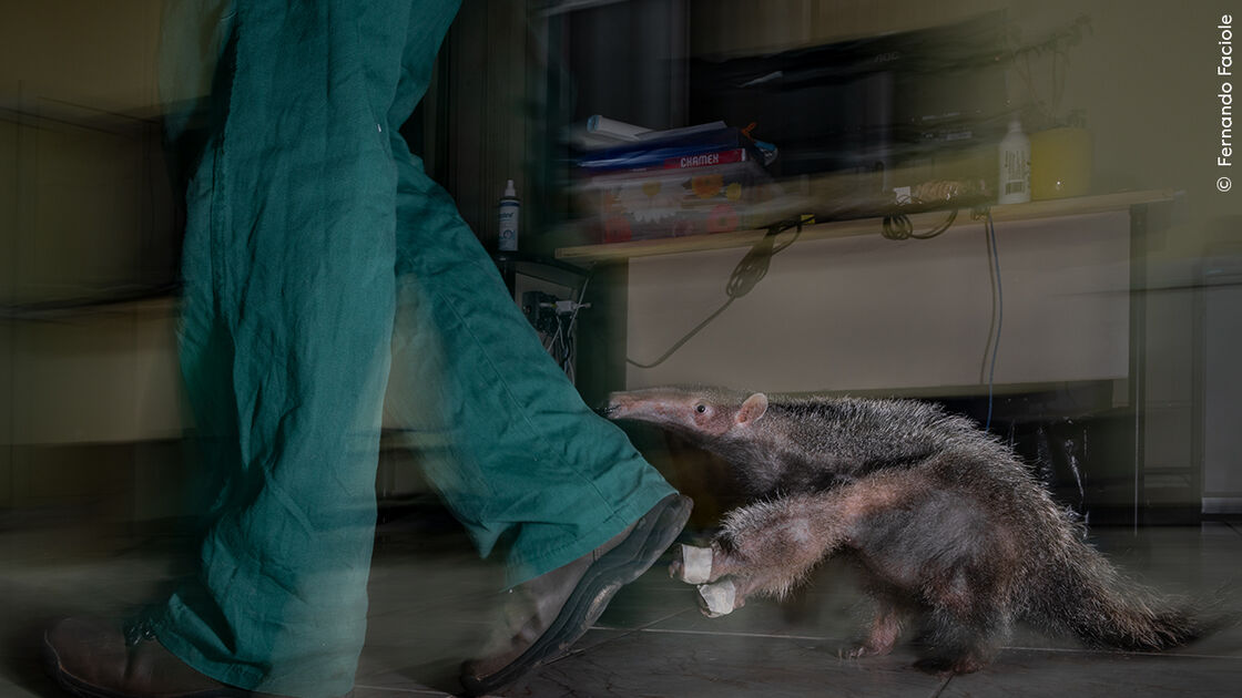 Um tamanduá aproxima-se de um humano no concurso Wildlife Photographer of the Year