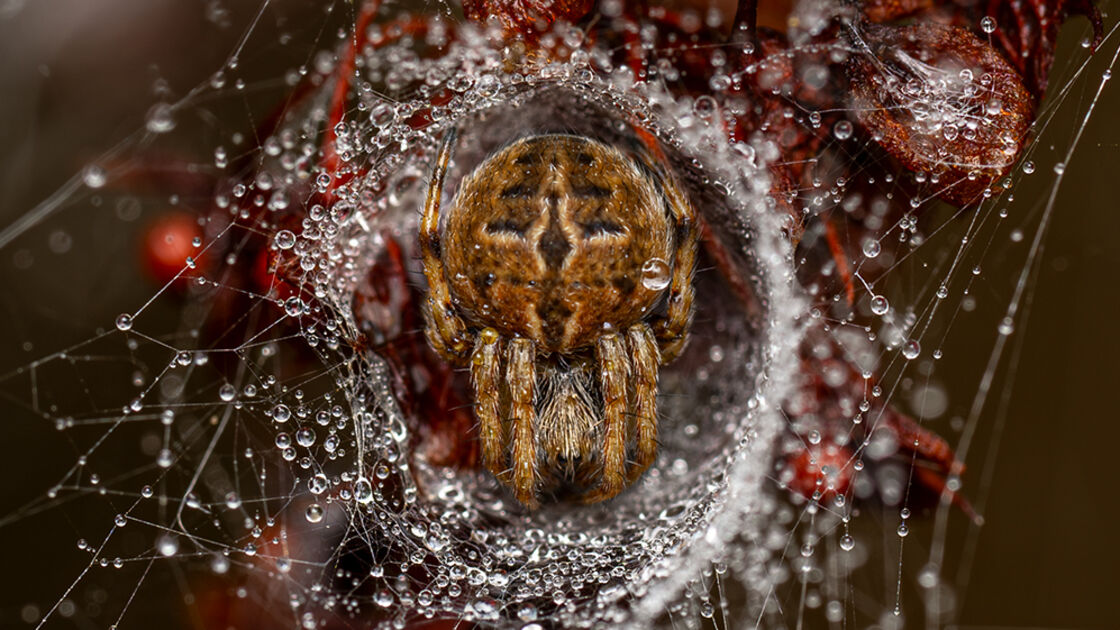 Fotografia de aranha premiada no Wildlife Photographer of the Year, em Londres