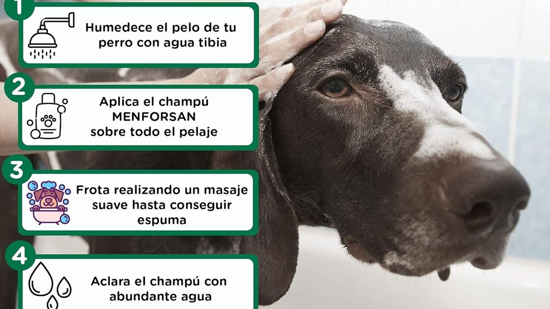 Passos para banhar o seu cão: molhe, aplique champô, esfregue, enxague e seque