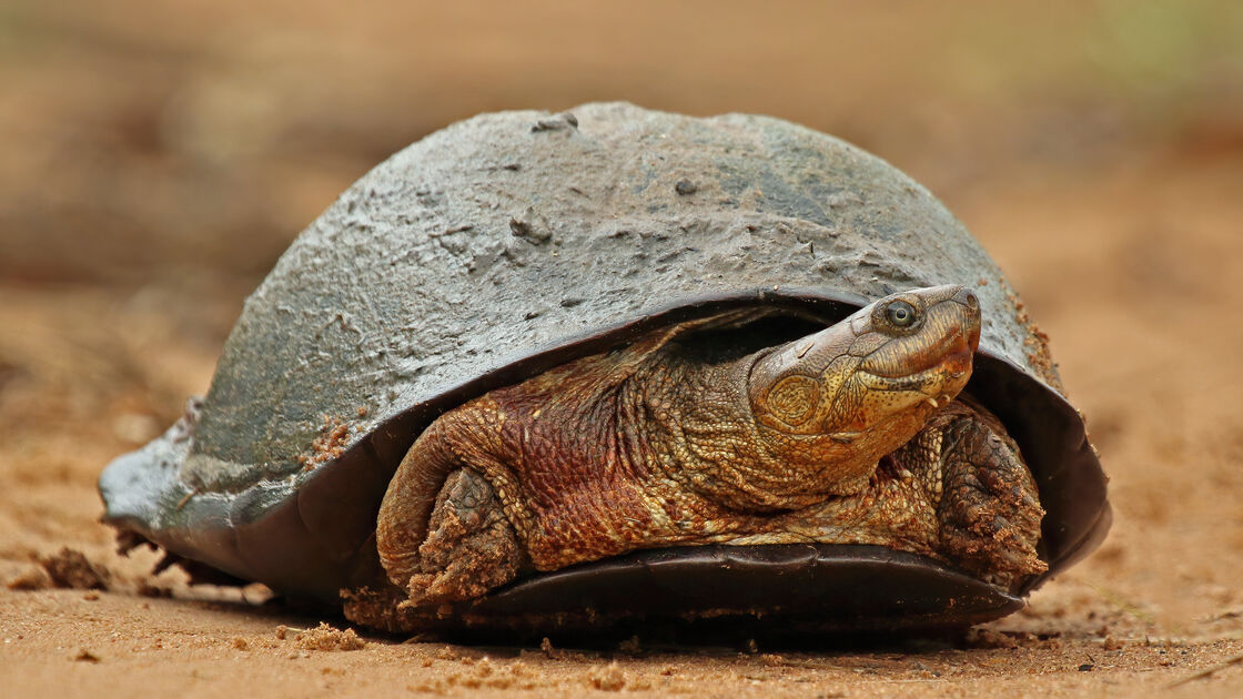 Tartaruga-capacete-africana