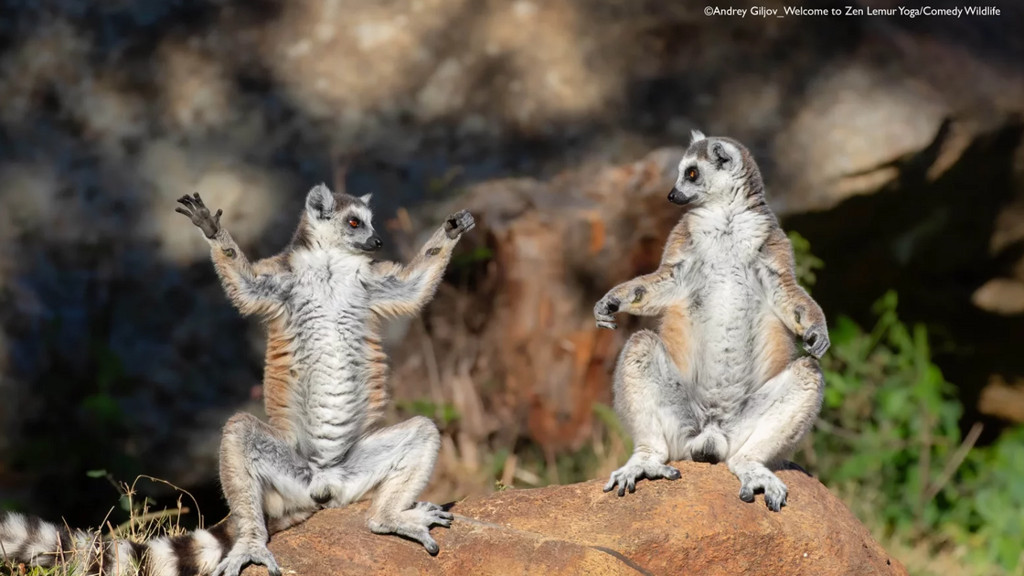 Andrey Giljov with “Welcome to Zen Lemur Yoga Course!”