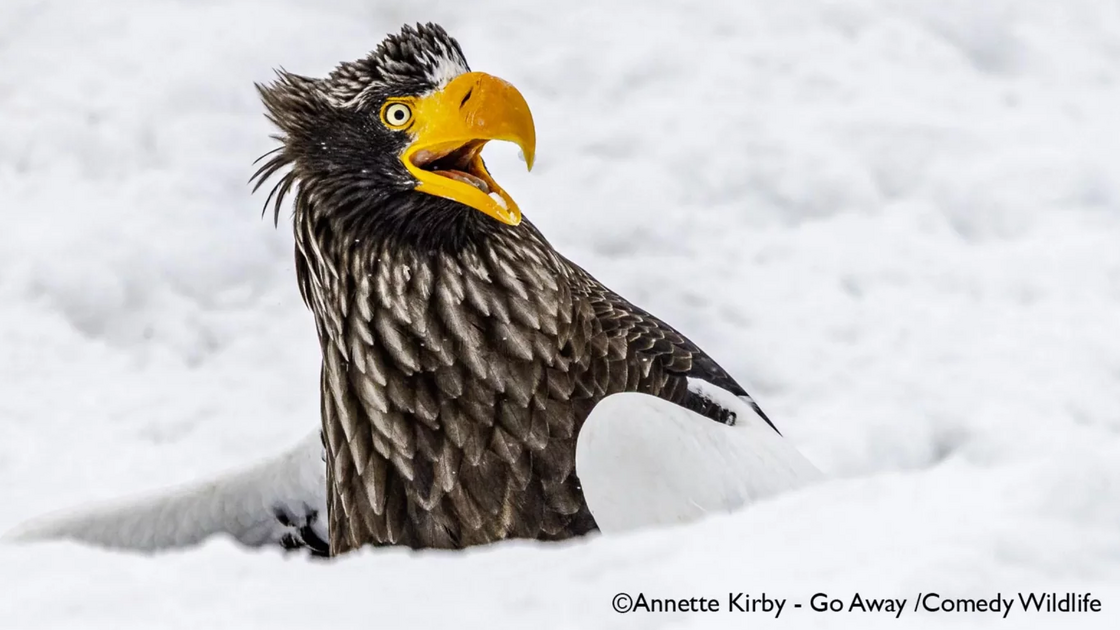 Annette Kirby with “Go away”