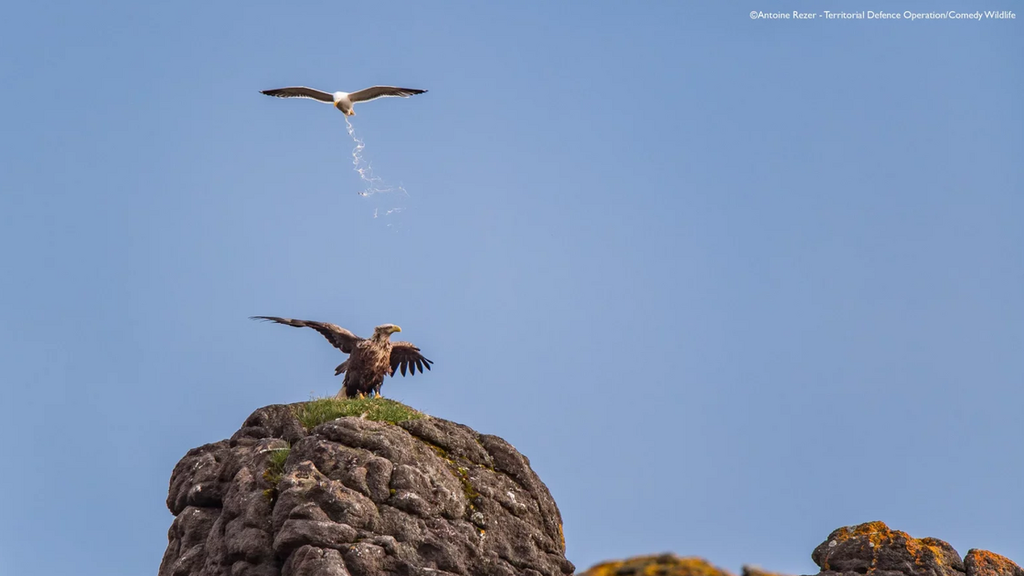Antoine Rezer with “Territorial Defence Operation”