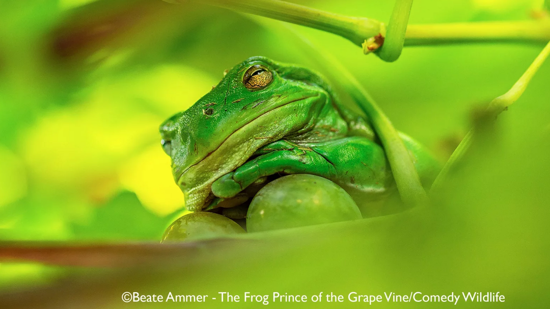 Beate Ammer with “The Frog Prince of the Grape Vine”