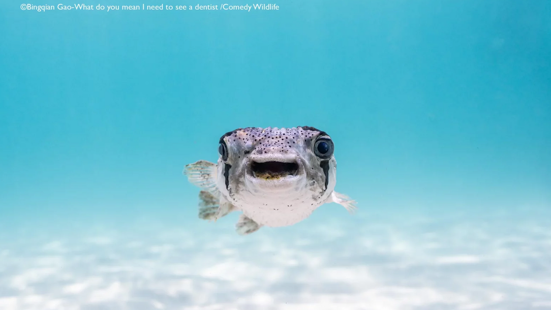 Bingqian Gao with “What do you mean I need to see a dentist?”