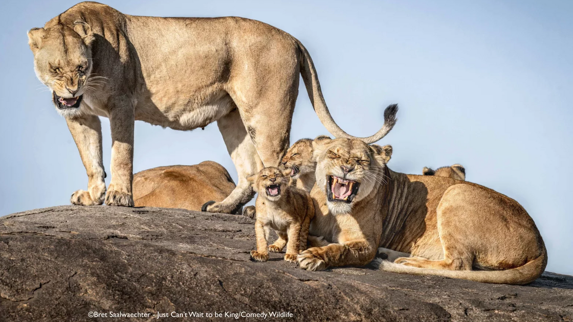 Bret Saalwaechter with “I Just Can't Wait To Be King”