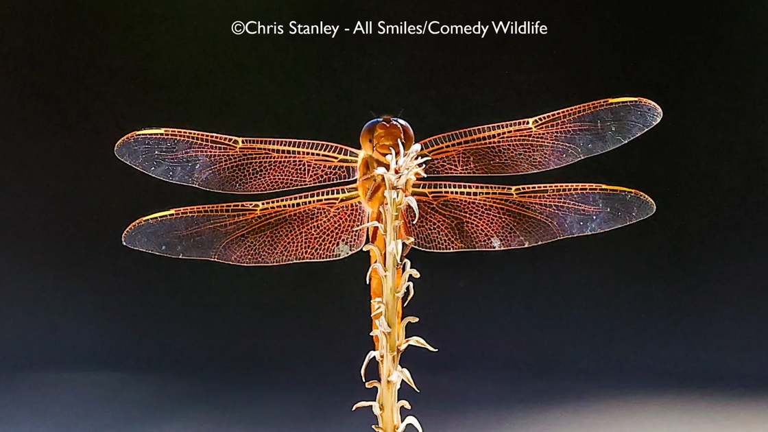 Chris Stanley with “All Smiles”