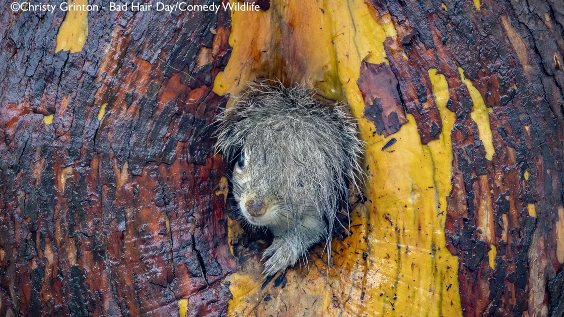 Christy Grinton with “Bad Hair Day!”